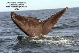 Image result for Eubalaena glacialis