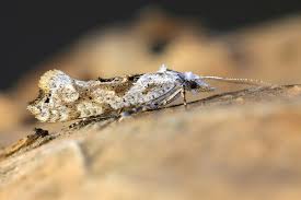 Attēlu rezultāti vaicājumam “Ypsolopha asperella”