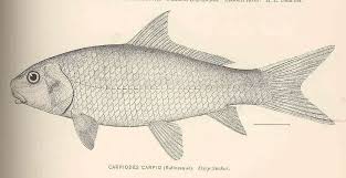 Image result for Carpiodes carpio