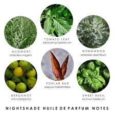 Attēlu rezultāti vaicājumam “Ambrosia artemisiifolia fruit”