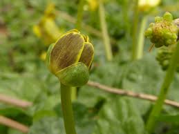 Attēlu rezultāti vaicājumam “Ficaria verna flower”