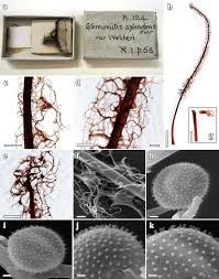 Attēlu rezultāti vaicājumam “Stemonitis fusca spores”