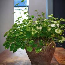 Attēlu rezultāti vaicājumam “Hydrocotyle vulgaris fruit”