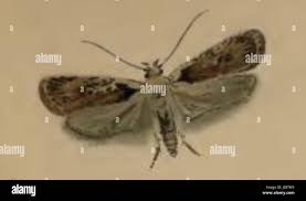 Attēlu rezultāti vaicājumam “Depressariidae”