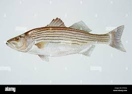 Image result for Morone saxatilis