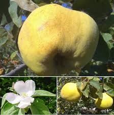 Attēlu rezultāti vaicājumam “Cydonia oblonga fruit”