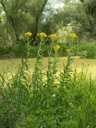 Attēlu rezultāti vaicājumam “Jacobaea paludosa”