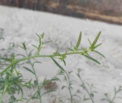 Attēlu rezultāti vaicājumam “Corispermum hyssopifolium”