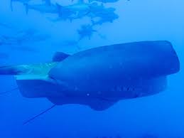 Image result for Megatrygon microps