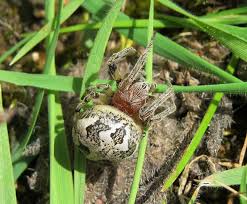 Attēlu rezultāti vaicājumam “Larinioides cornutus female”