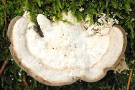 Attēlu rezultāti vaicājumam “Trametes gibbosa”