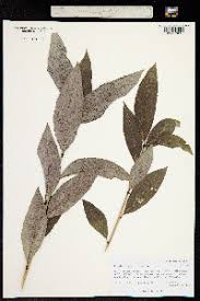 Attēlu rezultāti vaicājumam “Populus laurifolia”