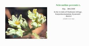 Attēlu rezultāti vaicājumam “Scleranthus perennis bud”