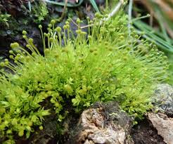 Attēlu rezultāti vaicājumam “Aulacomnium androgynum sporophyte”