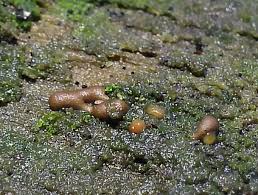 Attēlu rezultāti vaicājumam “Licea minima sessile”