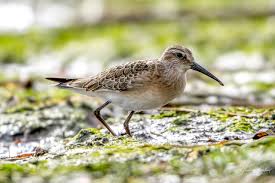 Attēlu rezultāti vaicājumam “Calidris ferruginea”