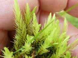 Attēlu rezultāti vaicājumam “Aulacomnium palustre”