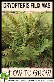 Attēlu rezultāti vaicājumam “Dryopteris filix-mas”