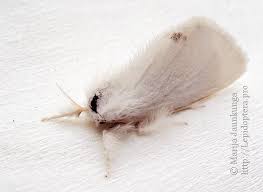 Attēlu rezultāti vaicājumam “Euproctis similis”