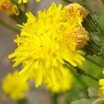 Attēlu rezultāti vaicājumam “Crepis biennis leaf”