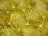 Attēlu rezultāti vaicājumam “Lophozia incisa”