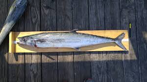 Image result for Scomberomorus cavalla