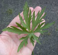 Attēlu rezultāti vaicājumam “Ranunculus acris leaf”