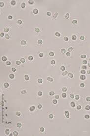 Attēlu rezultāti vaicājumam “Podostroma leucopus”