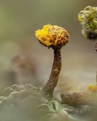 Attēlu rezultāti vaicājumam “Hemitrichia leiotricha stalked”