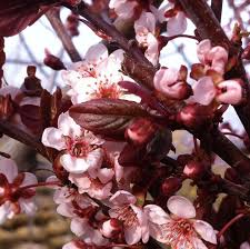 Attēlu rezultāti vaicājumam “Prunus cerasifera”