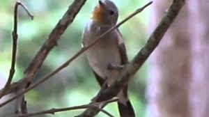 Image result for Ficedula albicilla