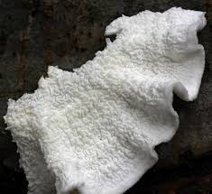 Attēlu rezultāti vaicājumam “Plicatura nivea”