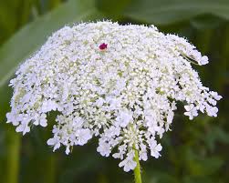 Attēlu rezultāti vaicājumam “Daucus sativus flower”