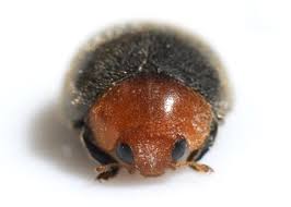 Image result for Cryptolaemus