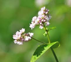 Attēlu rezultāti vaicājumam “Fagopyrum esculentum flower”