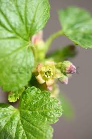 Attēlu rezultāti vaicājumam “Ribes uva-crispa flower”