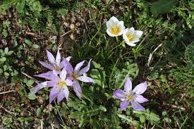 Attēlu rezultāti vaicājumam “Colchicum szovitsii subsp. szovitsii”