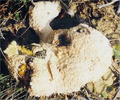 Attēlu rezultāti vaicājumam “Fuligo candida spores”