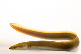 Image result for Anguilla rostrata