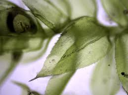 Attēlu rezultāti vaicājumam “Eurhynchiastrum pulchellum macro”