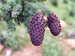 Attēlu rezultāti vaicājumam “Picea”