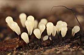 Attēlu rezultāti vaicājumam “Comatricha alta macro”