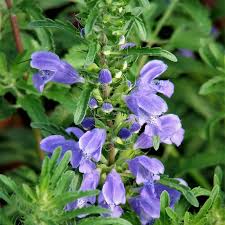 Image result for Dracocephalum moldavicum