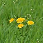 Attēlu rezultāti vaicājumam “Sonchus arvensis subsp. uliginosus flower”