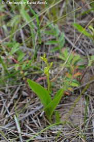 Attēlu rezultāti vaicājumam “Liparis loeselii flower”