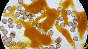 Attēlu rezultāti vaicājumam “Physarum oblatum”