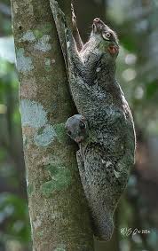 Attēlu rezultāti vaicājumam “Lycogala convexum young”