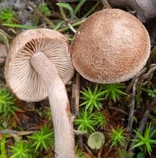 Attēlu rezultāti vaicājumam “Inocybe lanuginosa”