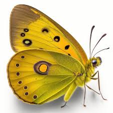 Attēlu rezultāti vaicājumam “Colias croceus underside”