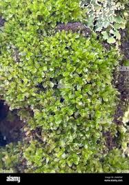 Attēlu rezultāti vaicājumam “Syntrichia latifolia”